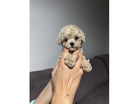 Apricot renk teacup poodle yavrular