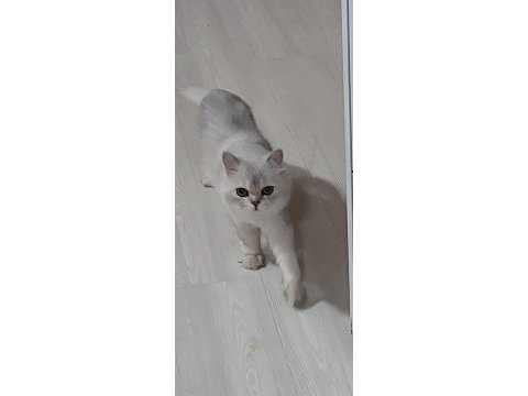 Yetişkin erkek chinchilla