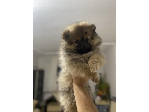 Pomeranian boo yavrularımız