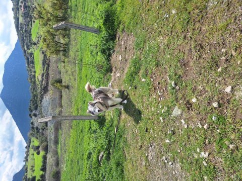 Şeytan maske köpeğimiz