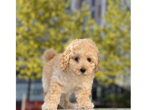 Mini toy poodle bebeğimiz