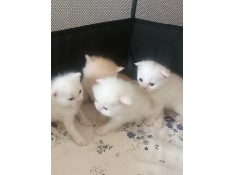 Scottish fold kedilerimiz