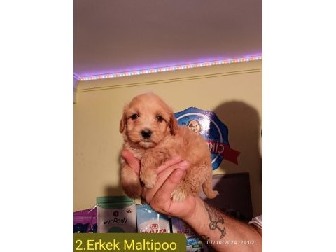 Maltipoo yavrularımız
