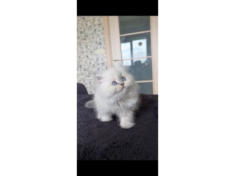 British longhair erkek