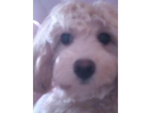 Anne maltipoo baba toy poodle