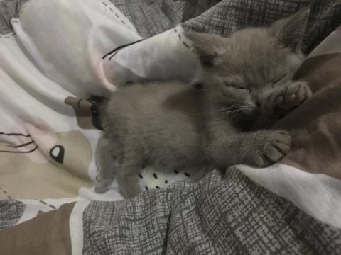 2 buçuk aylık liloşumu mecbur sahiplendiriyorum british