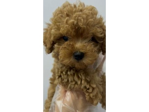 Sevgi ile bakılan toy ve teacup poodle yavrularımız