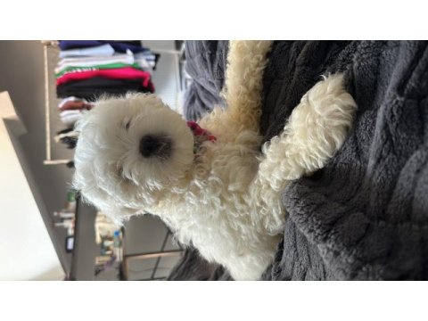 Sahibinden maltese terrier
