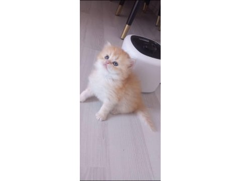 Golden british longhair anne baba şecereli 38 günlük