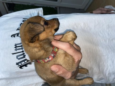 Chihuahua 45 günlük yavru dişi