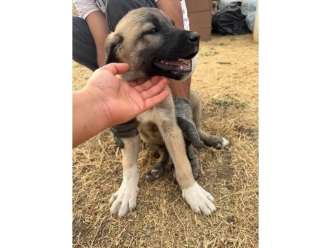 Orjinal kangal yavruları dişi erkek