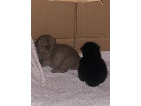 1 buçuk yaşında dişi exotic shorthair ve yavruları