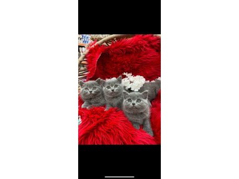Üç tane british shorthair bebekler