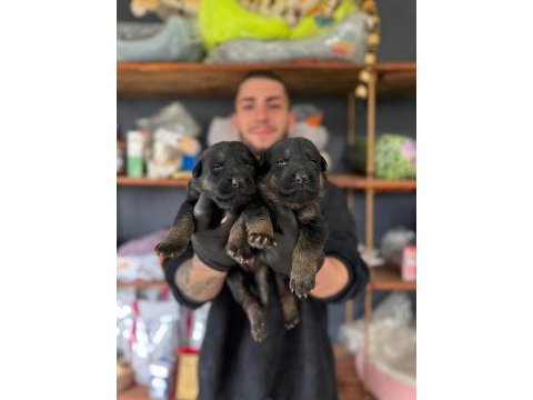 Burkemden korumacı sadık dost alman çoban köpeği yavrular