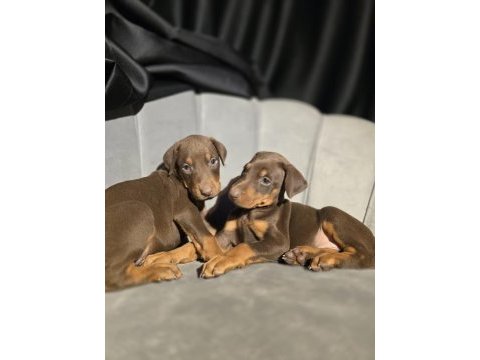 Orjinal doberman