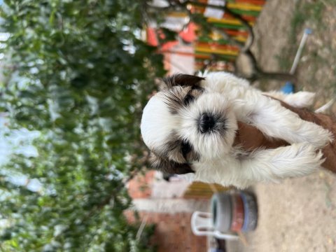 Shih tzu yavrularımız