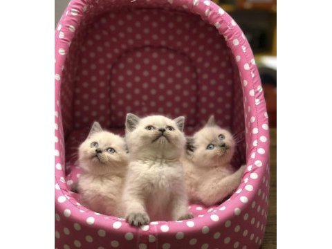 British shorthair blue point yavrularım 
