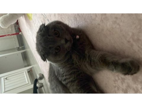 Dişi scottish fold kedime eş arıyorum