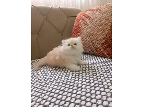 İran persian orijinal yavrular