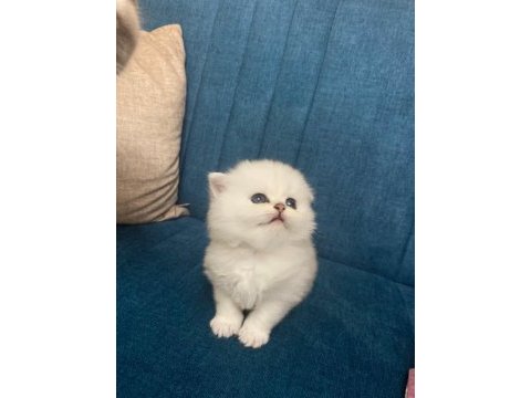British longhair show kalite silver point bebekler