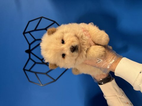 Show kalite chow chow yavrularımız