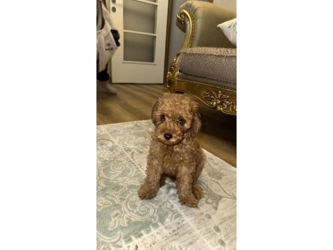 Toy poodle köpeği