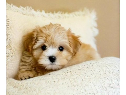 Aşılı teslime hazır maltipoo yavrular