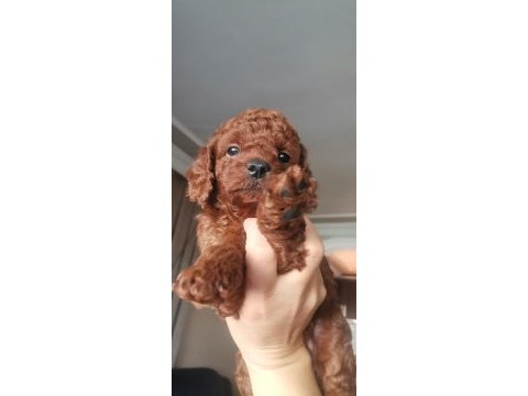 Toy poodle erkek yavrum