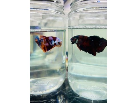 Canndy betta (koi-plakat)