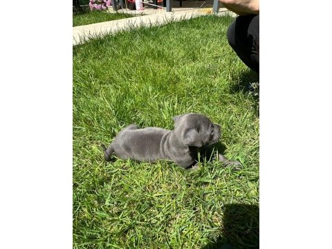 İstanbulda 45 günlük safkan blue cane corso