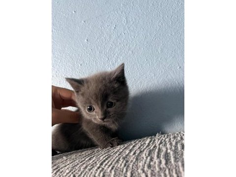British shorthair yavru