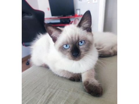 3 aylık safkan dişi british longhair