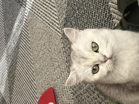 Pamuk british shorthair kızımıza yeni aile arıyoruz