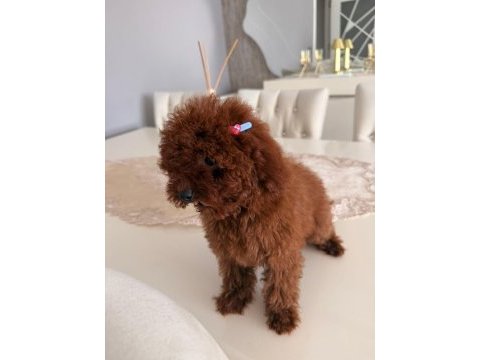Safkan orjinal toy poodle teacup
