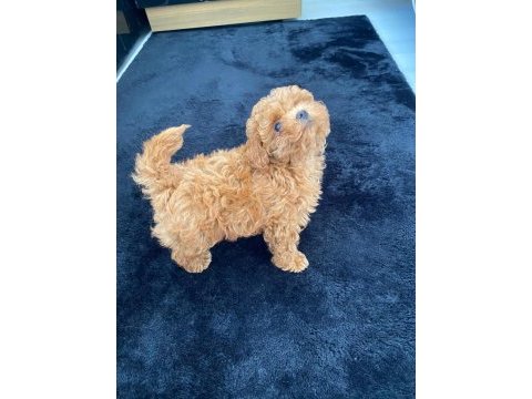 Red brown toy poodle