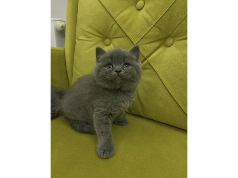 A kalite top kafa british shorthair kızlarım