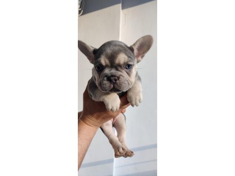 Exotic french bulldog yavrular teslime hazır