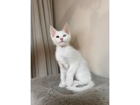 Saf kan şecereli beyaz aslanlar maine coon yavruları