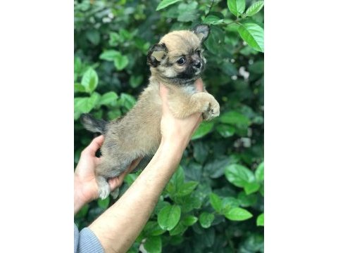 Haylaz chihuahua bebek
