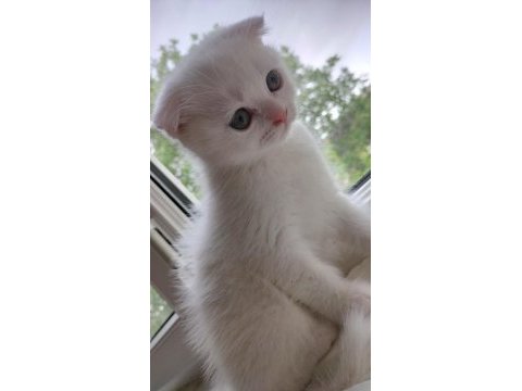 Scottish fold dişi hemen teslim