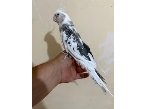 Tek kelimeyle kusursuz full evcil wf erkek sultan