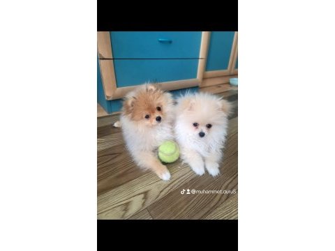 Pomeranian boo 4 aylık