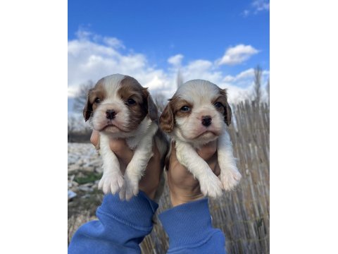 Bebek surat cavalier king charles yavrular