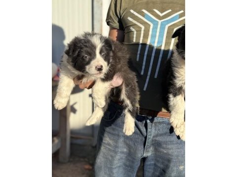 Üreticiden border collie yavruları