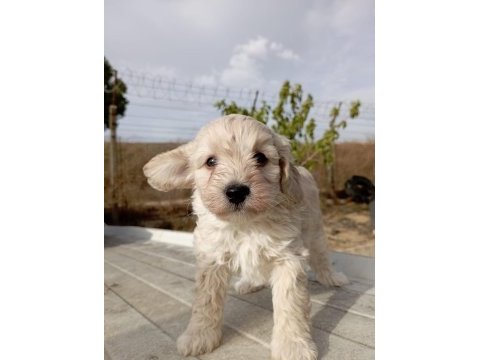 2.5 aylık maltipoo yavruma yuva arıyoruz