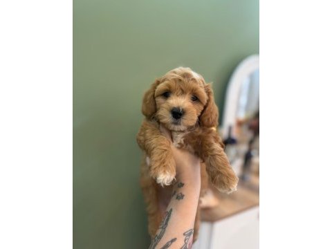 Sevimli maltipoo yavrularımız