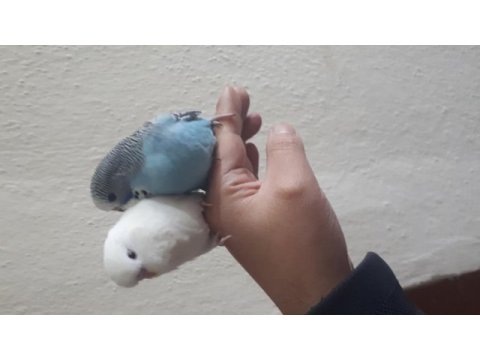 Jumbo mavi erkek beyaz dişi muhabbet kuşumuz