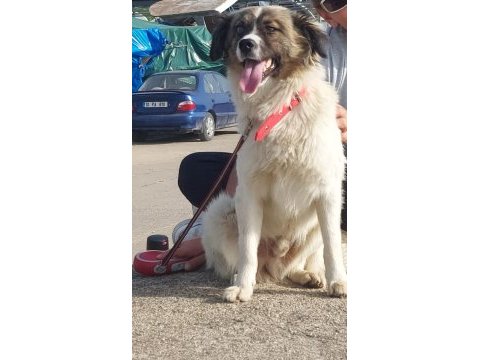 Chico ömürlük yuvasını arıyor border collie