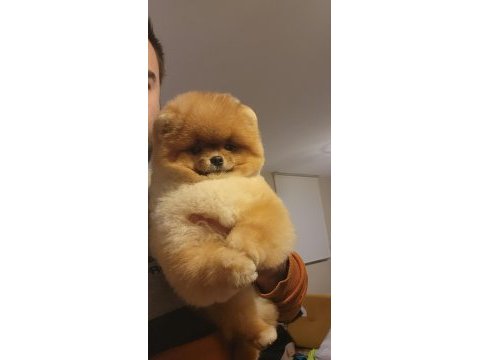 Türkiyenin en iyi pomeranian dişisi 11 aylık