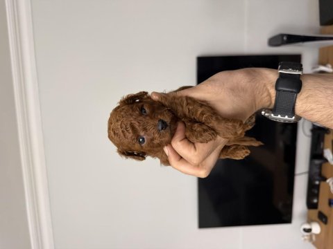 Anne altından red brown toy poodle